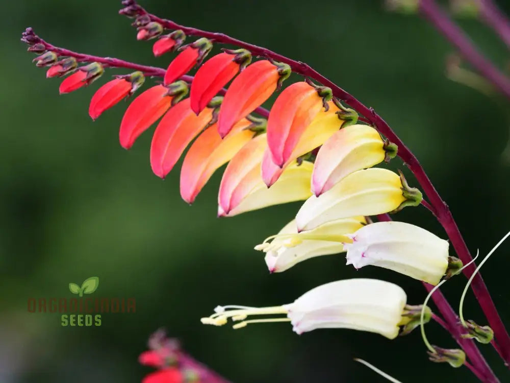 Fire Cracker Vine Mina Lobata Seeds - Rare Climbing Annual For All-Season Gardening & Planting