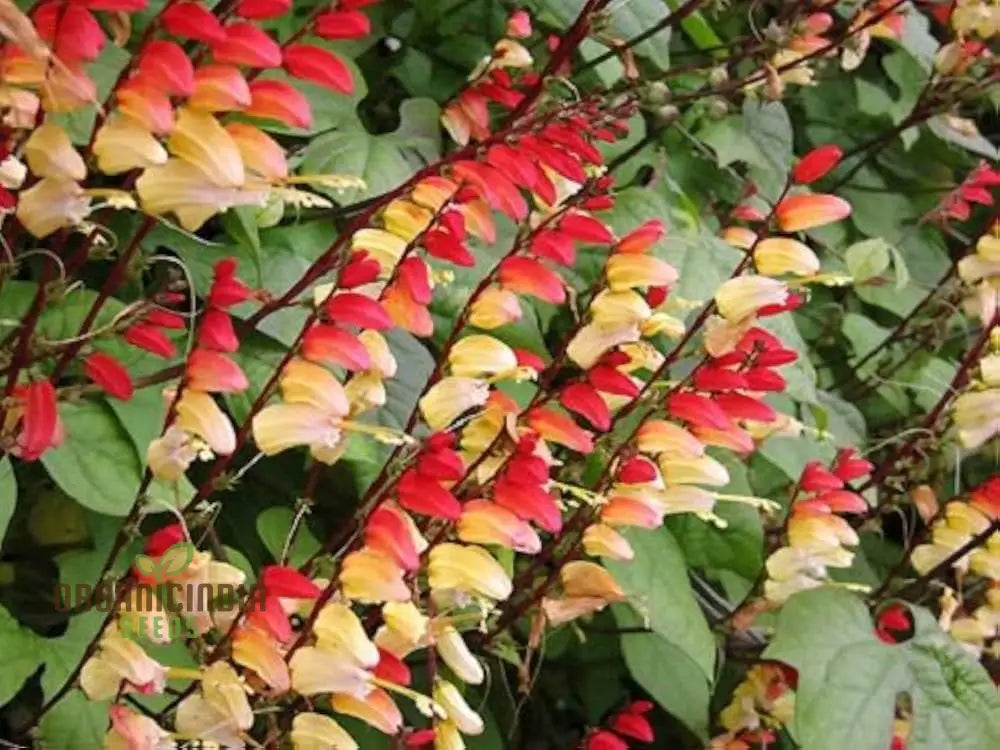 Fire Cracker Vine Mina Lobata Seeds - Rare Climbing Annual For All-Season Gardening & Planting