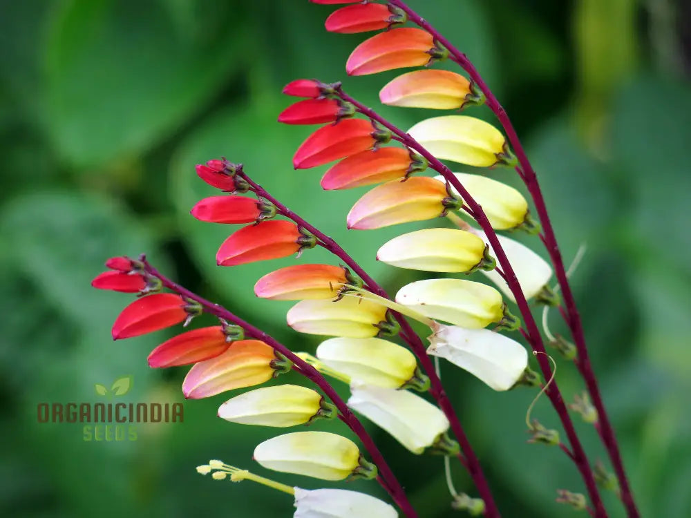 Fire Cracker Vine Mina Lobata Seeds - Rare Climbing Annual For All-Season Gardening & Planting