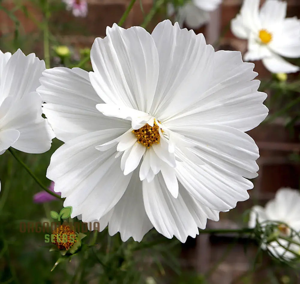 Fizzy White Cosmos Flower Seeds Elegant Blooms For Your Garden Premium Gardening Seeds