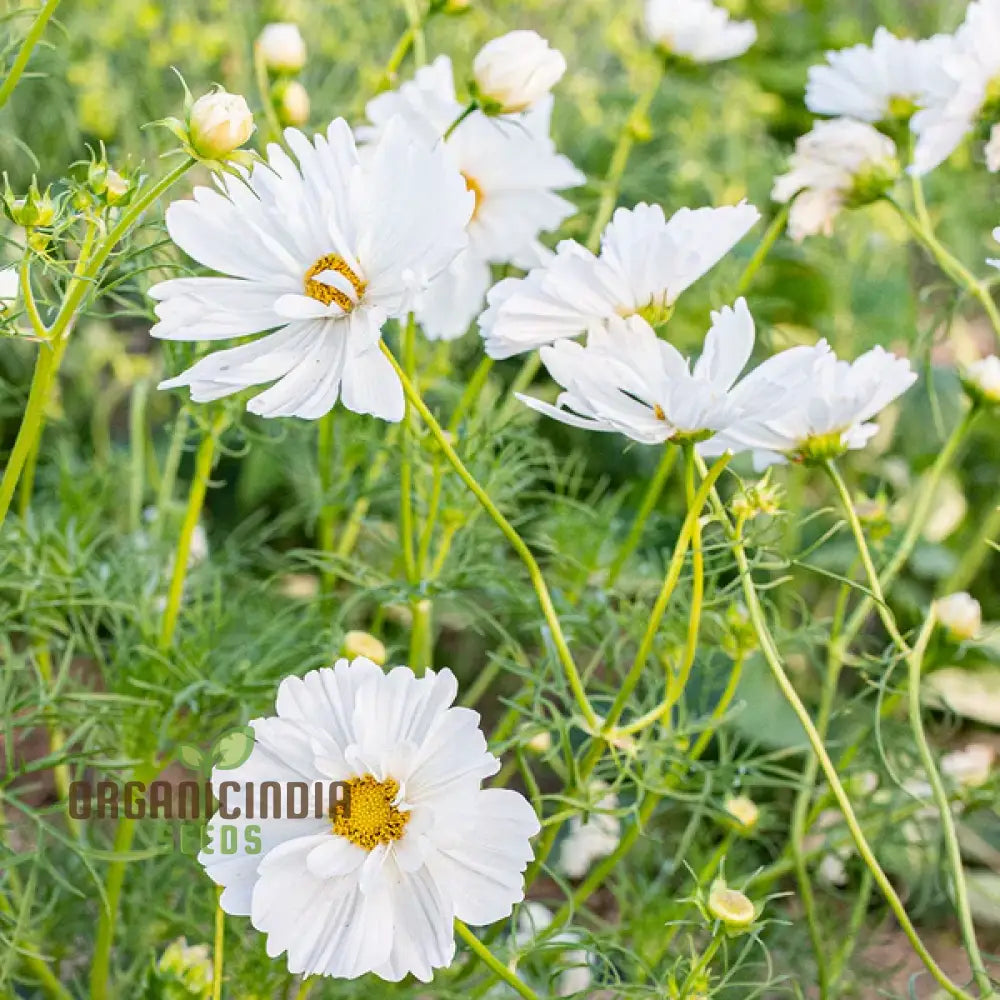 Fizzy White Cosmos Flower Seeds Elegant Blooms For Your Garden Premium Gardening Seeds