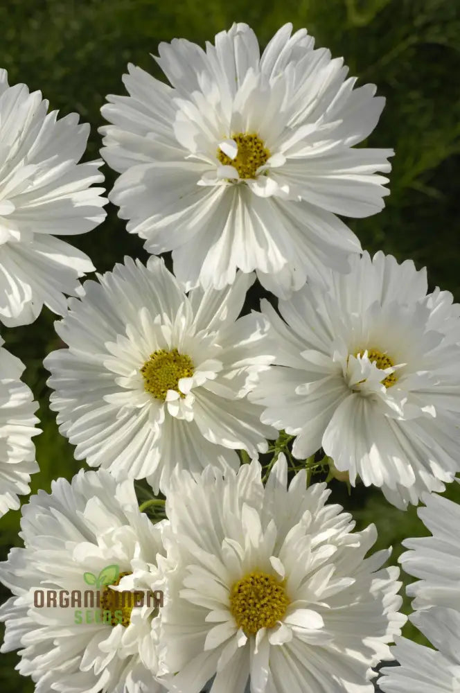 Fizzy White Cosmos Flower Seeds Elegant Blooms For Your Garden Premium Gardening Seeds