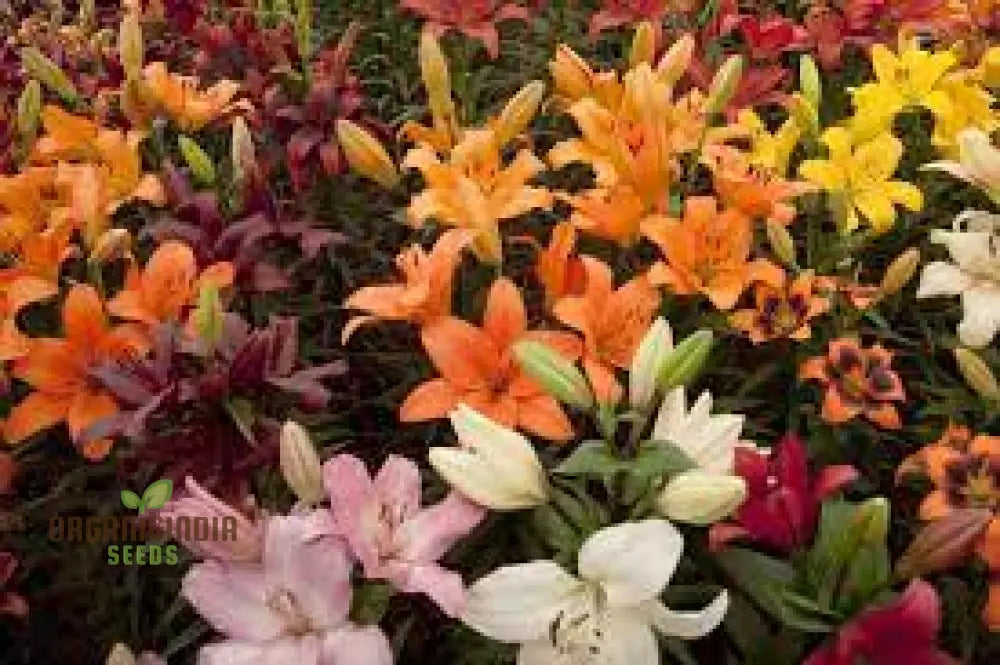 Flame-Colored Mixed Carpet Lily Bulbs(Pack Of 3 Bulbs For Planting) Flame