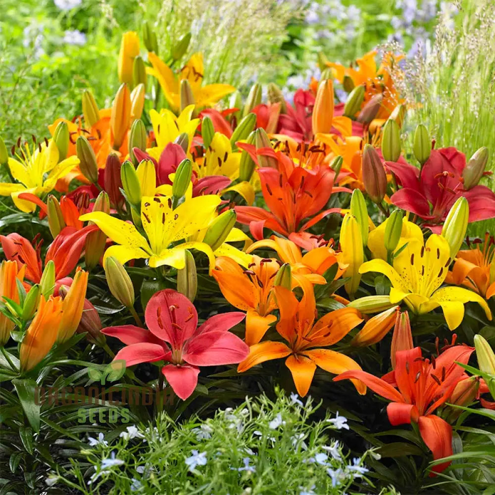 Flame-Colored Mixed Carpet Lily Bulbs(Pack Of 3 Bulbs For Planting) Flame