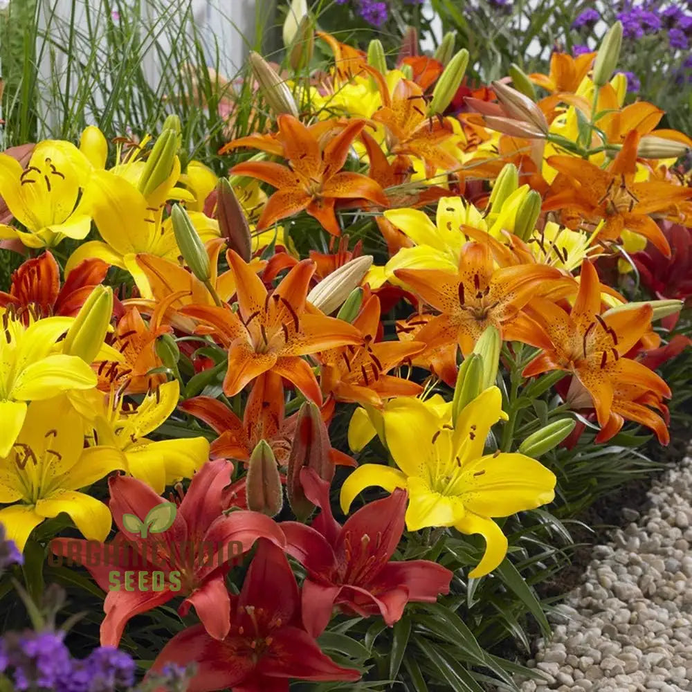 Flame-Colored Mixed Carpet Lily Bulbs(Pack Of 3 Bulbs For Planting) Flame