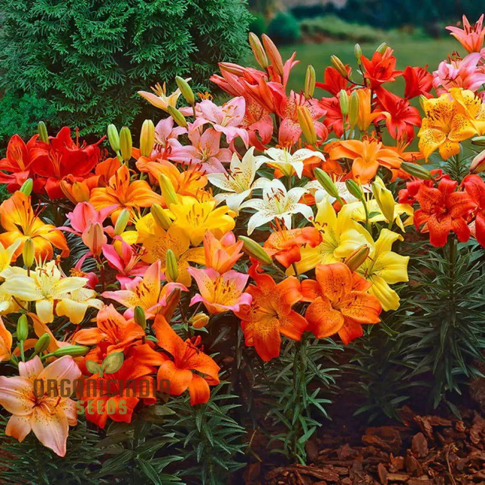 Flame-Colored Mixed Carpet Lily Bulbs(Pack Of 3 Bulbs For Planting) Flame