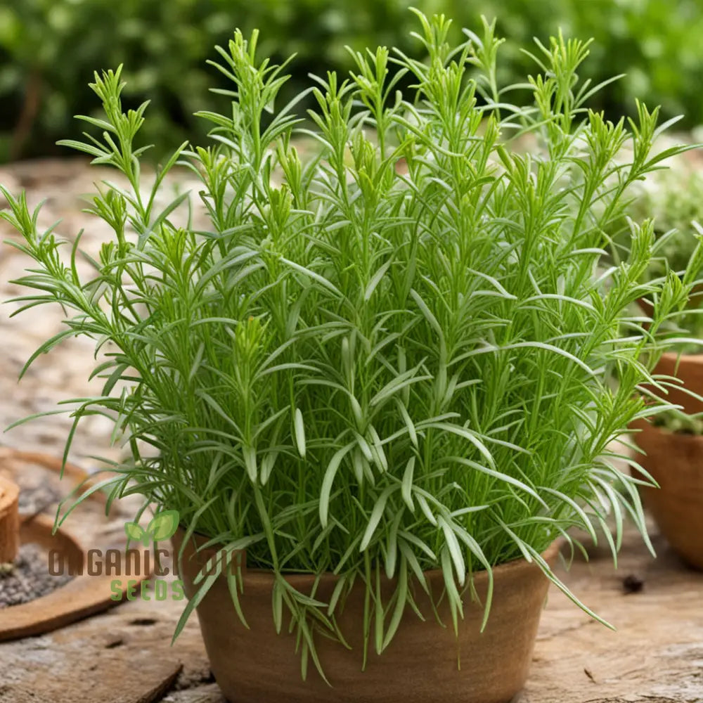 Flavorful French Tarragon Seeds Premium Herb For Gourmet Cooking High-Quality Easy To Grow