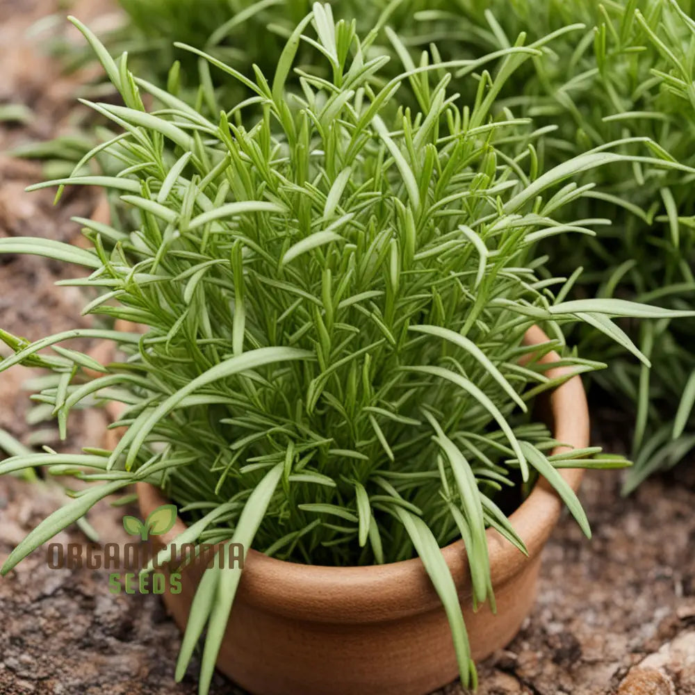 Flavorful French Tarragon Seeds Premium Herb For Gourmet Cooking High-Quality Easy To Grow