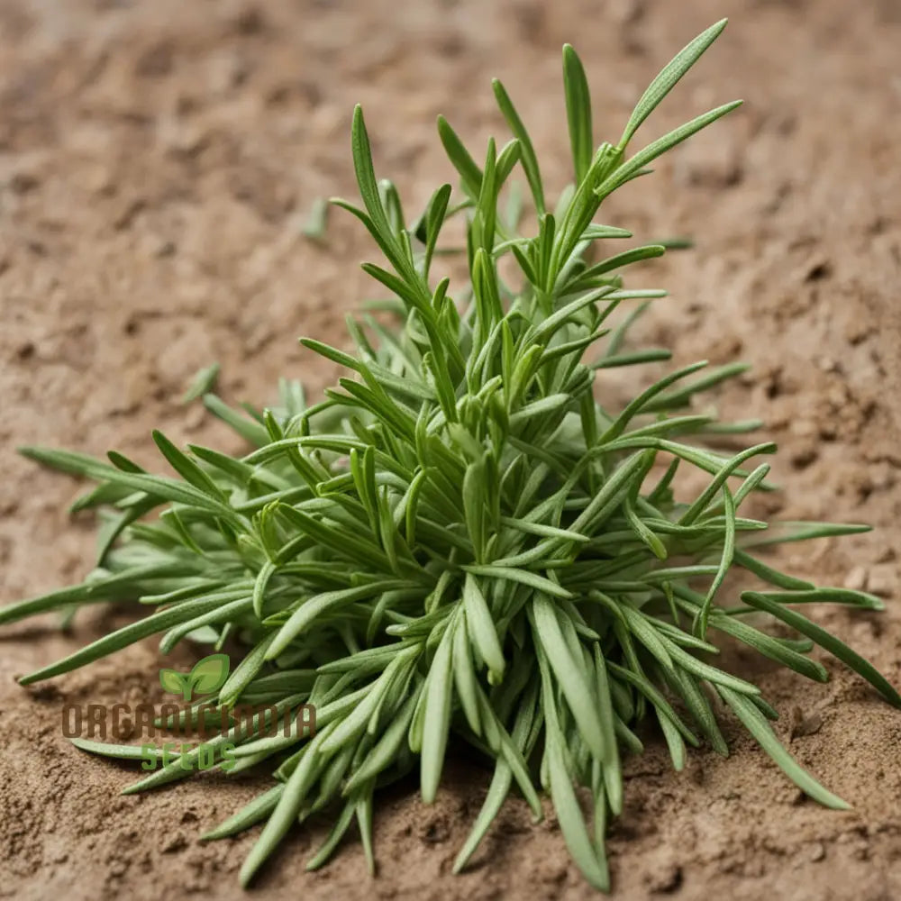 Flavorful French Tarragon Seeds Premium Herb For Gourmet Cooking High-Quality Easy To Grow