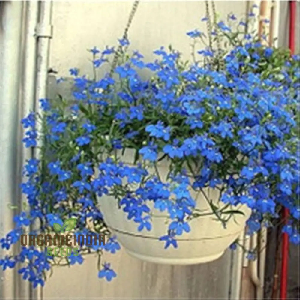 Flax Linseed Seeds Hanging Bonsai Planting 100 Pcs Flower Seeds