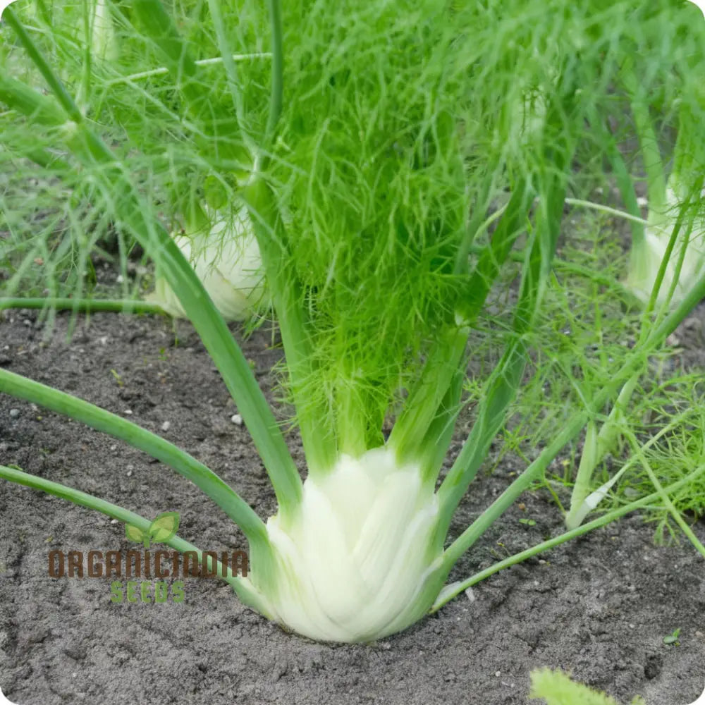 Florence Fennel Seeds - Zefa Fino Variety Grow Flavorful And Crisp Bulbs