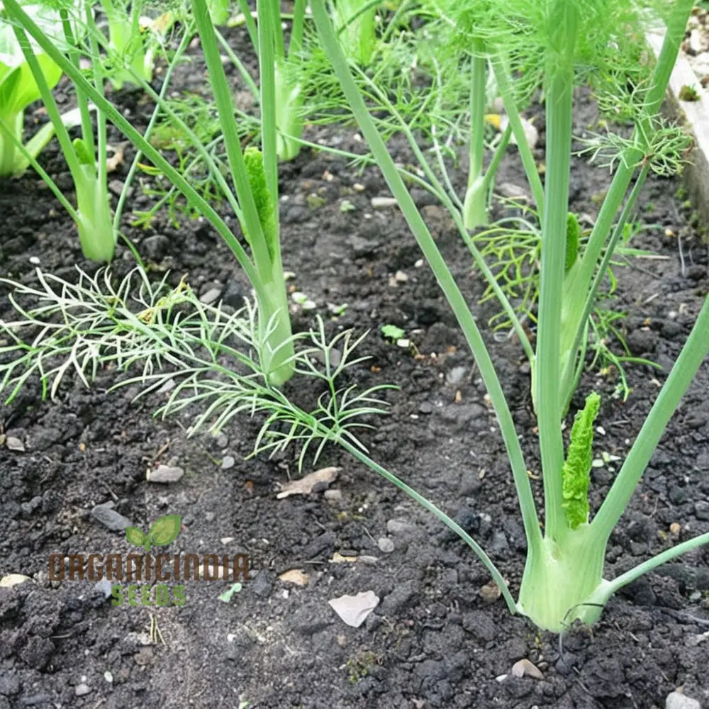 Florence Fennel Seeds - Zefa Fino Variety Grow Flavorful And Crisp Bulbs