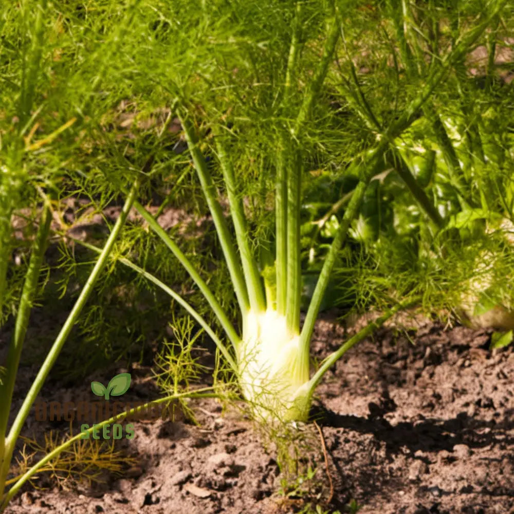 Florence Fennel Seeds - Zefa Fino Variety Grow Flavorful And Crisp Bulbs