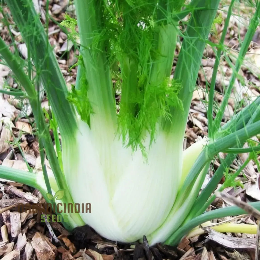 Florence Fennel Seeds - Zefa Fino Variety Grow Flavorful And Crisp Bulbs