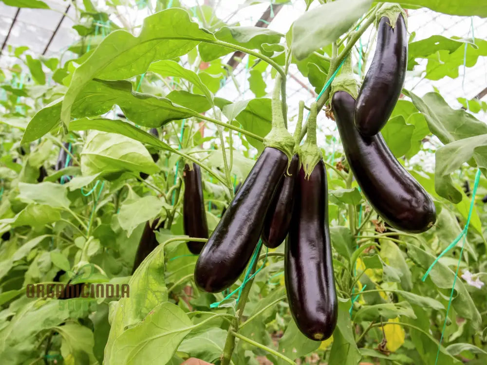 Florida Market Eggplant Seeds For A Thriving Garden And Fresh Harvests!