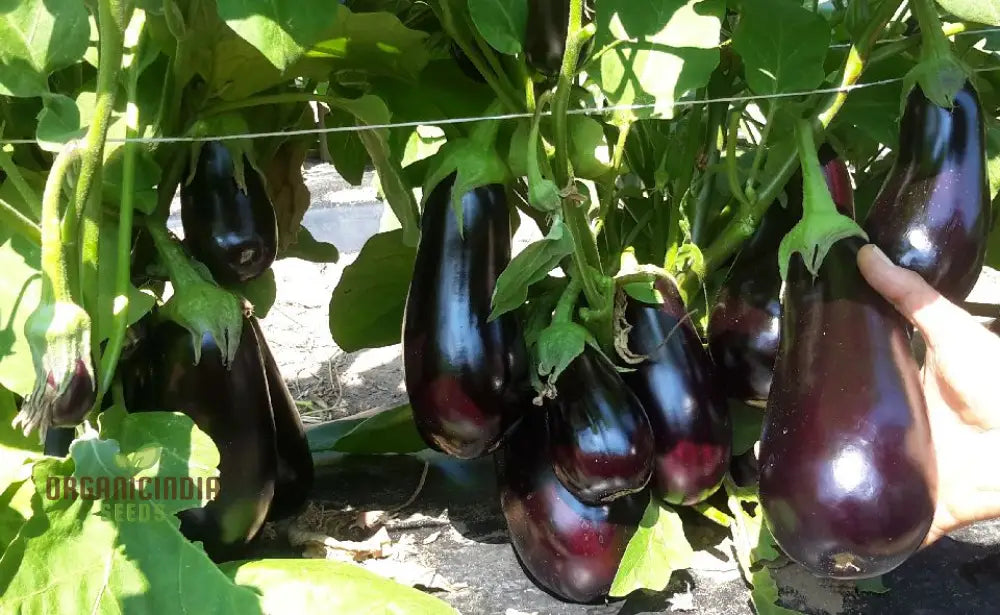 Florida Market Eggplant Seeds For A Thriving Garden And Fresh Harvests!