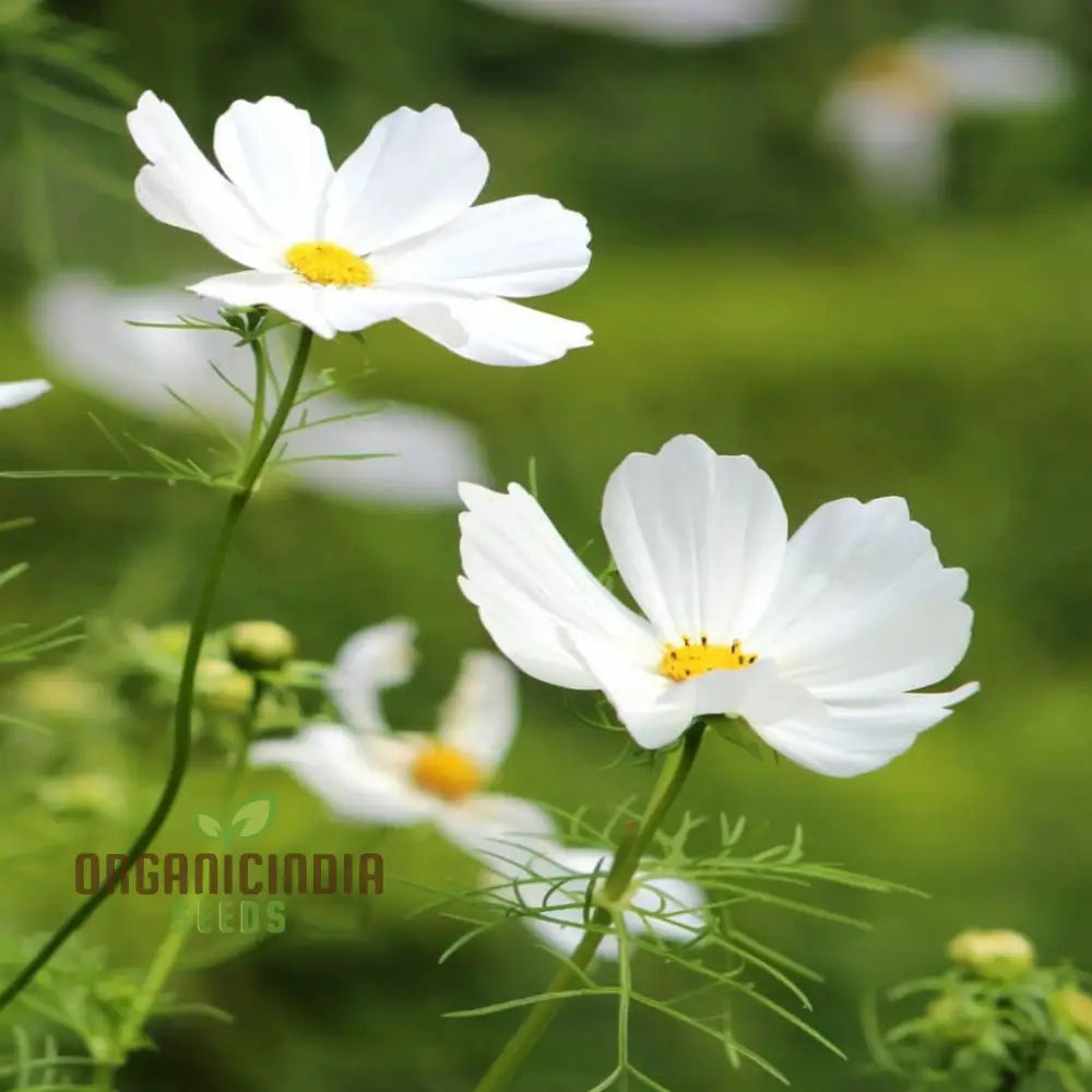 Flower Gardening With Cosmos Bipinnatus A Complete Guide To Planting And Growing White Seeds Seeds