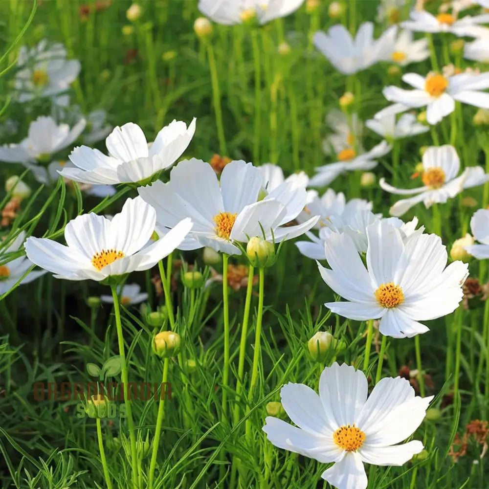 Flower Gardening With Cosmos Bipinnatus A Complete Guide To Planting And Growing White Seeds Seeds