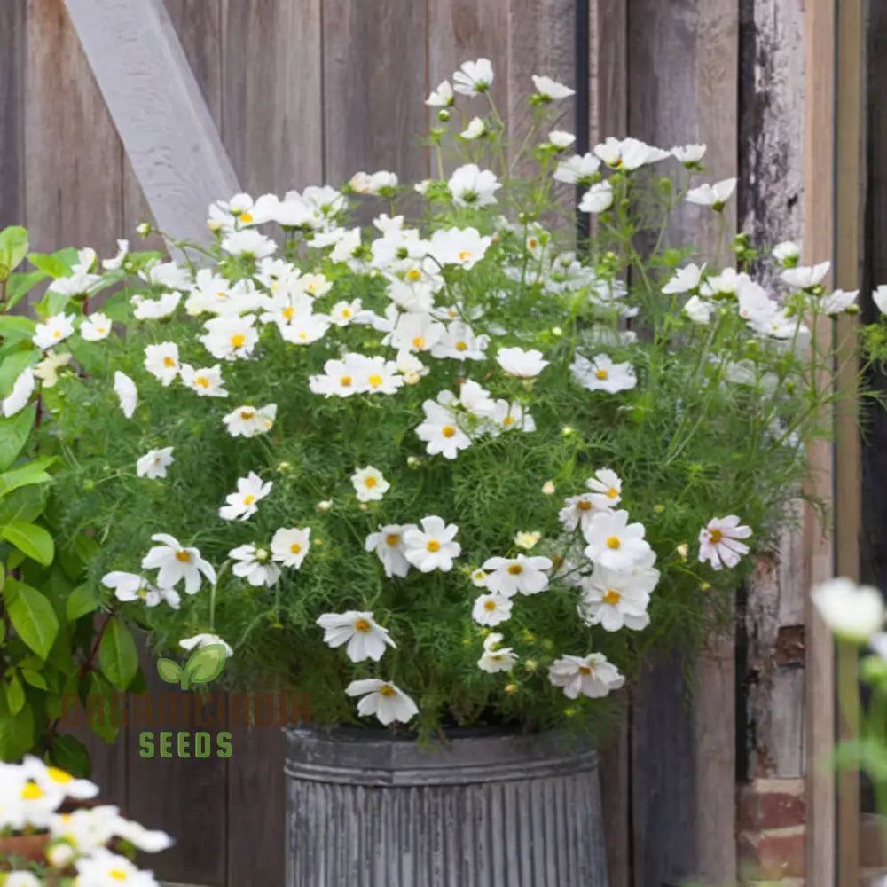 Flower Gardening With Cosmos Bipinnatus A Complete Guide To Planting And Growing White Seeds Seeds