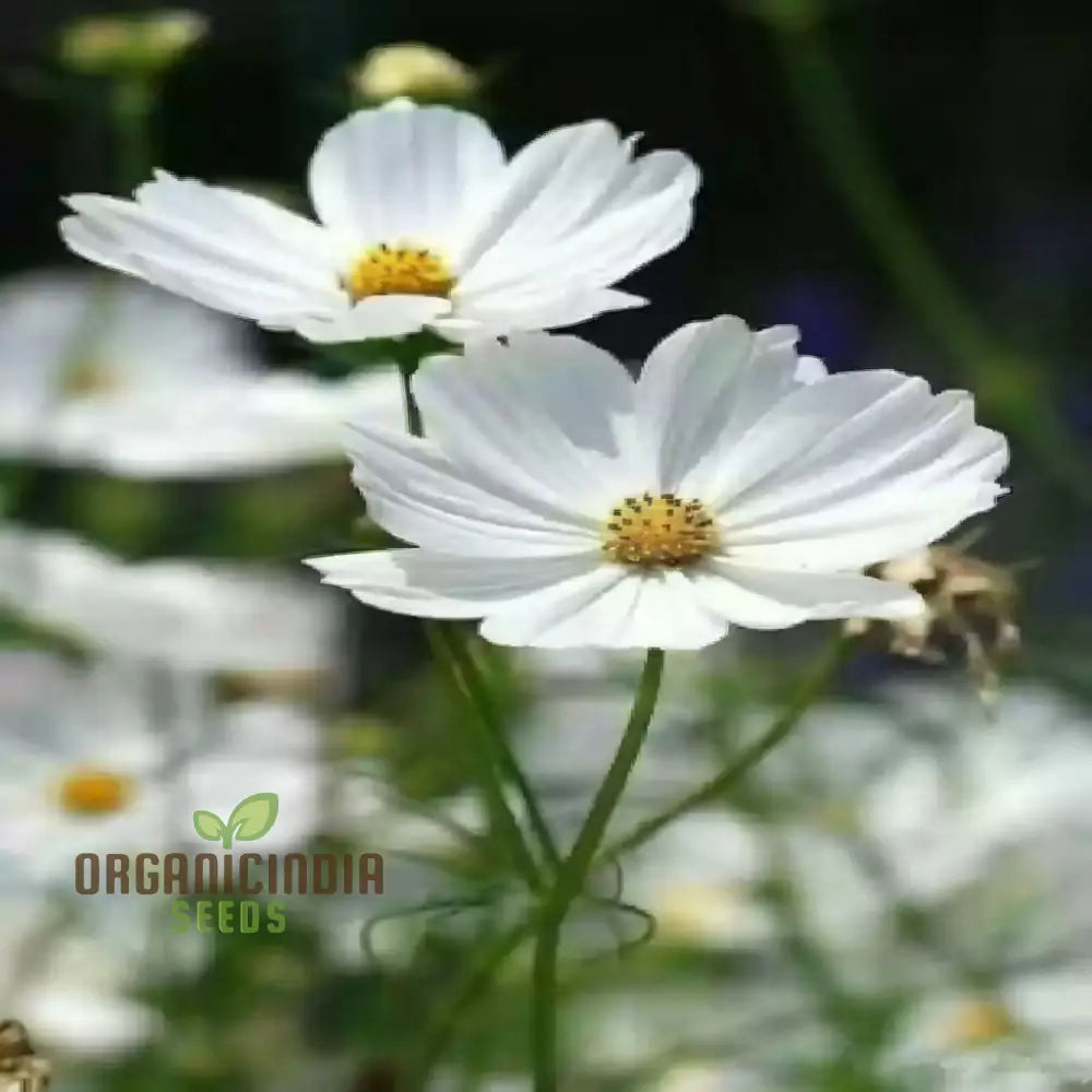 Flower Gardening With Cosmos Bipinnatus A Complete Guide To Planting And Growing White Seeds Seeds