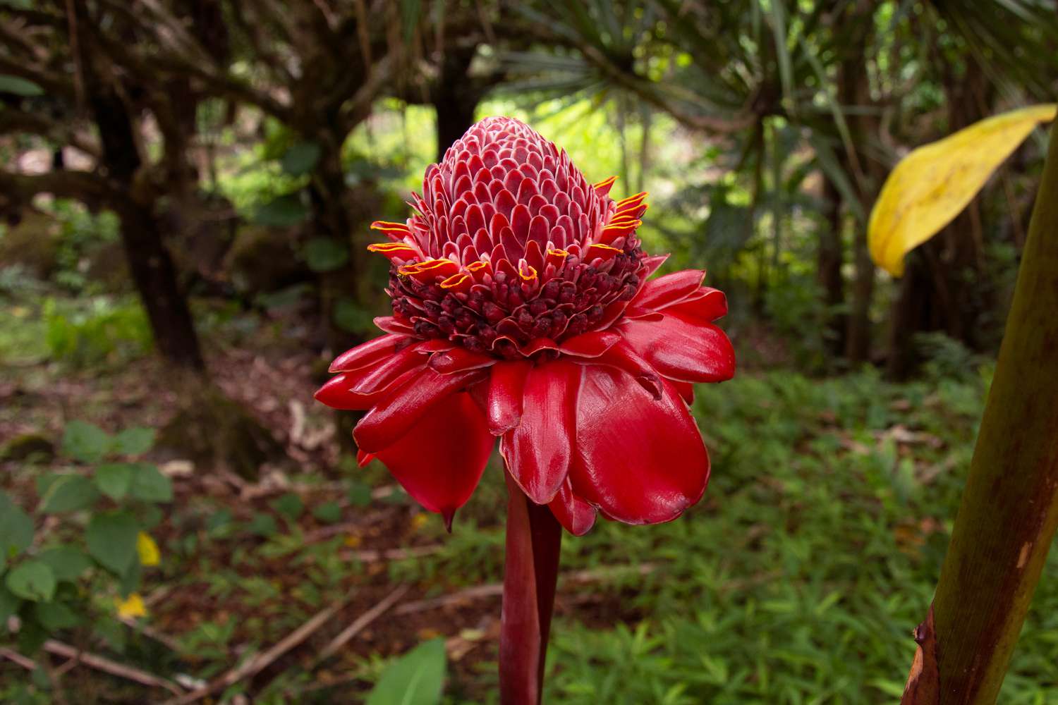 Unique Pinecone-Shaped Blooms with a Sweet Fragrance