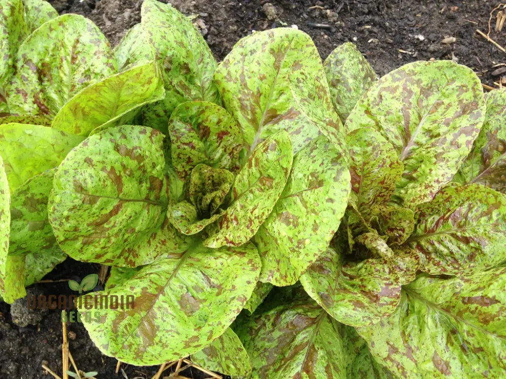 Forellenschluss Lettuce Seeds - Ideal For Gardening Enthusiasts Seeking Quality