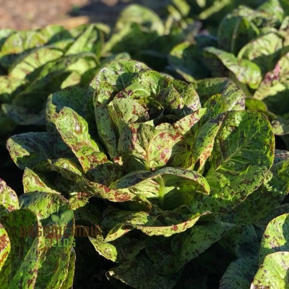 Forellenschluss Lettuce Seeds - Ideal For Gardening Enthusiasts Seeking Quality