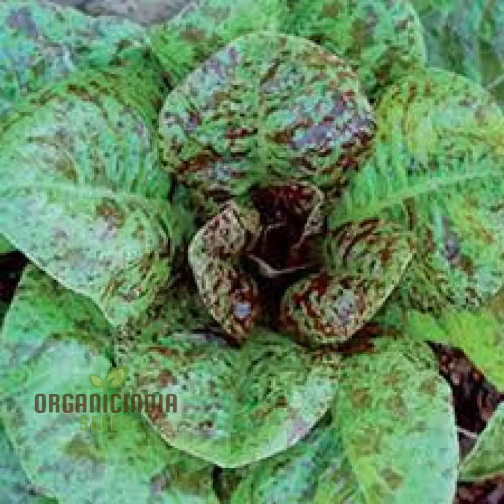 Forellenschluss Lettuce Seeds - Ideal For Gardening Enthusiasts Seeking Quality