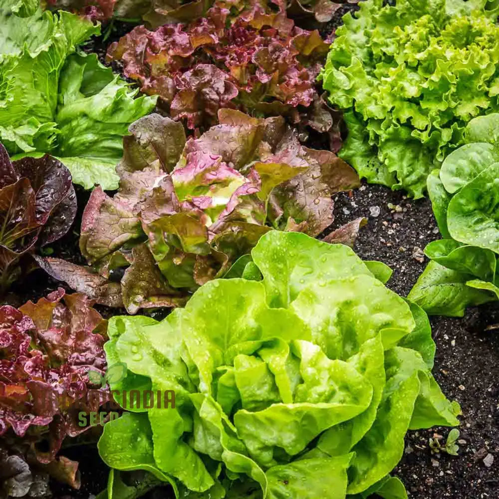 Forellenschluss Lettuce Seeds - Ideal For Gardening Enthusiasts Seeking Quality