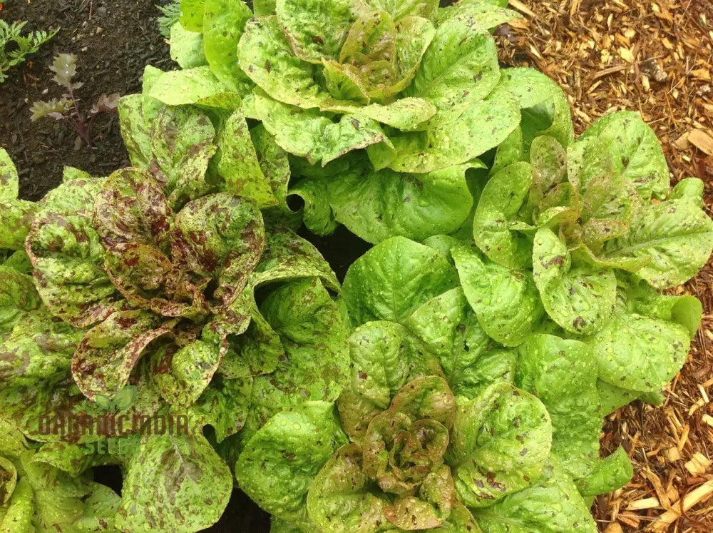 Forellenschluss Lettuce Seeds - Ideal For Gardening Enthusiasts Seeking Quality