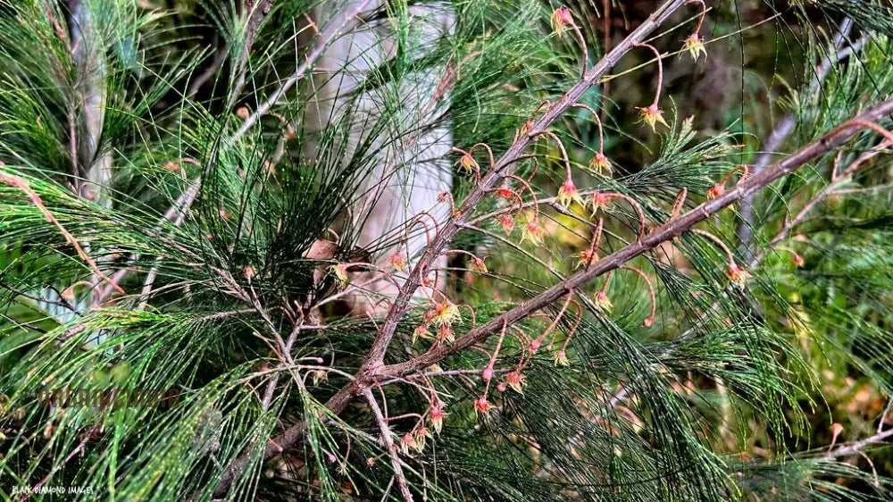 Forest Oak Seeds - Casuarina Torulosa For Gardening Enthusiasts: Rare Australian Native Tree