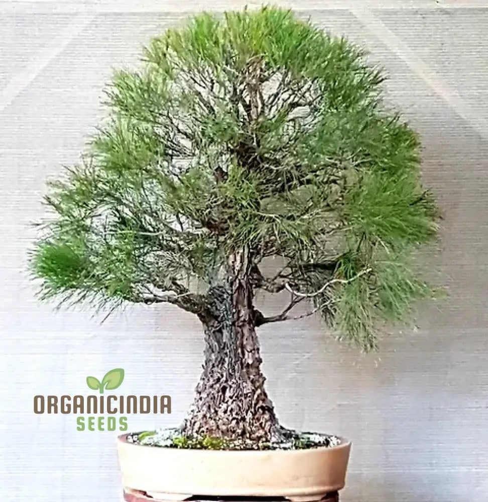 Forest Oak Seeds - Casuarina Torulosa For Gardening Enthusiasts: Rare Australian Native Tree