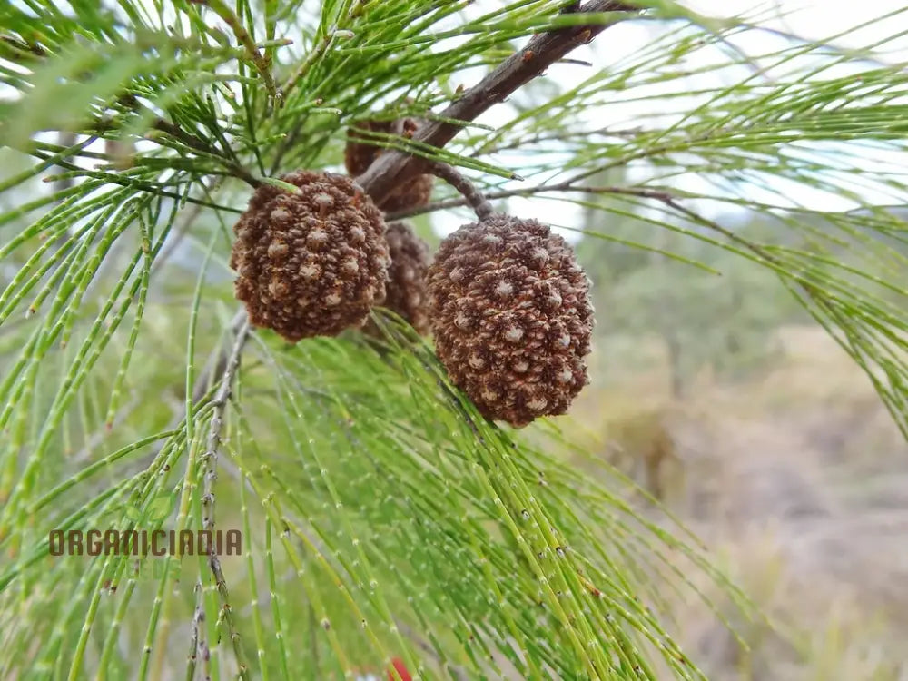 Forest Oak Seeds - Casuarina Torulosa For Gardening Enthusiasts: Rare Australian Native Tree