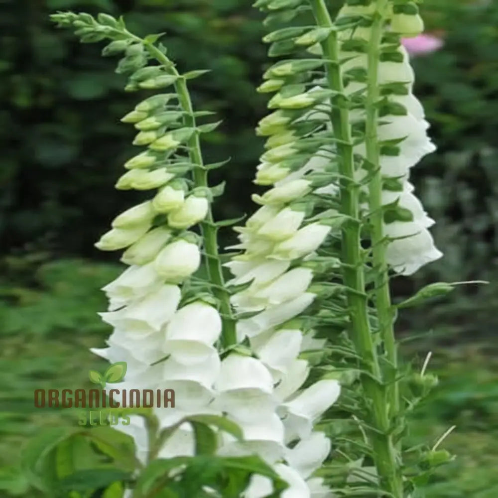 Foxglove Alba White Flower Seeds For Planting - Premium For Stunning Garden Blooms Seeds