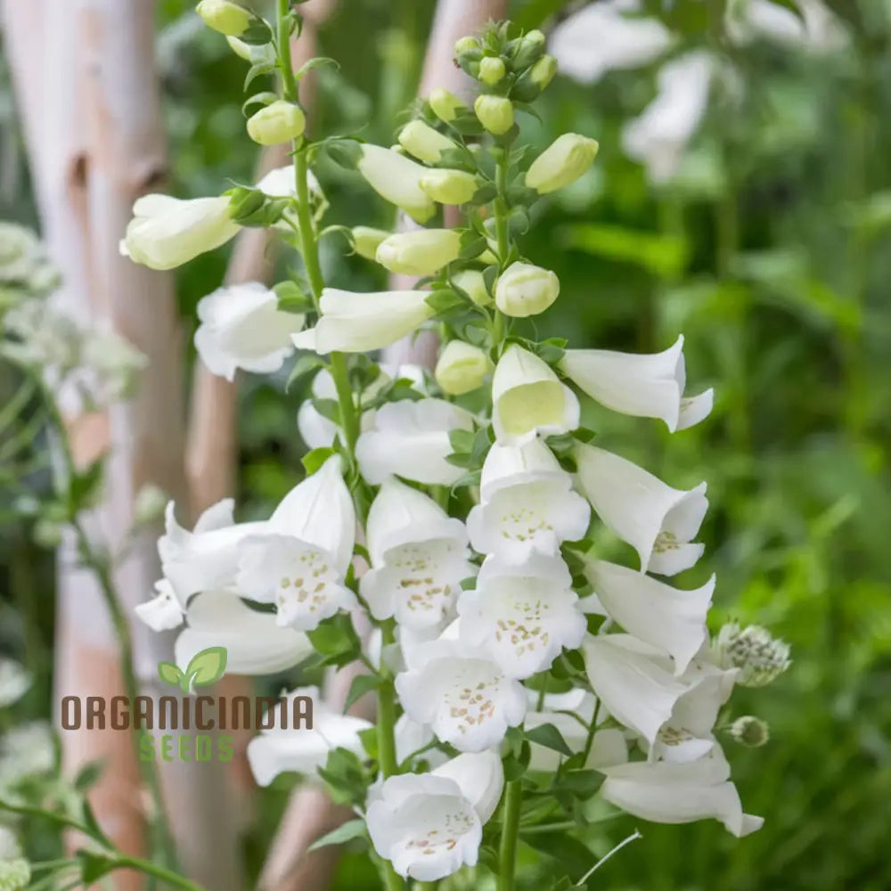 Foxglove Alba White Flower Seeds For Planting - Premium For Stunning Garden Blooms Seeds