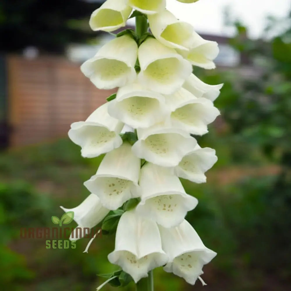 Foxglove Alba White Flower Seeds For Planting - Premium For Stunning Garden Blooms Seeds