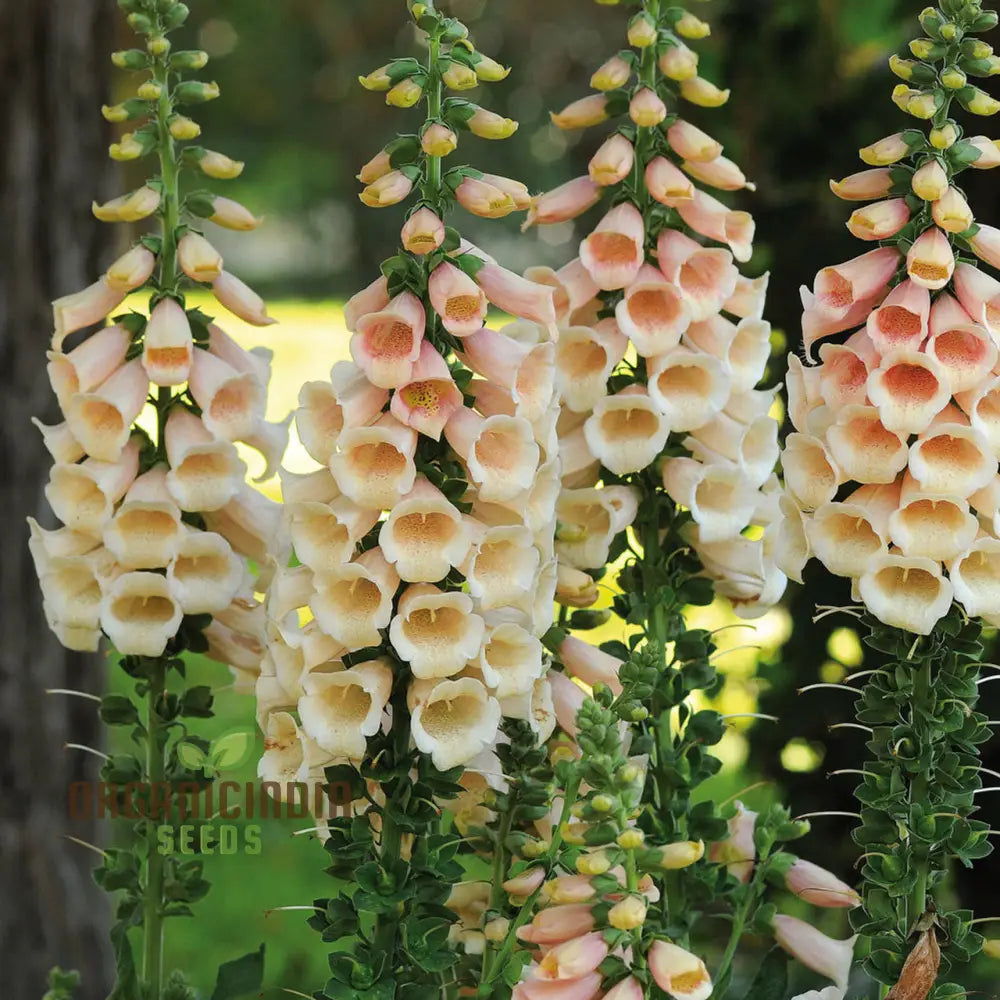 Foxglove (Digitalis) Purpurea Apricot Flower Seeds For Planting: Elegant Biennial For Enchanting