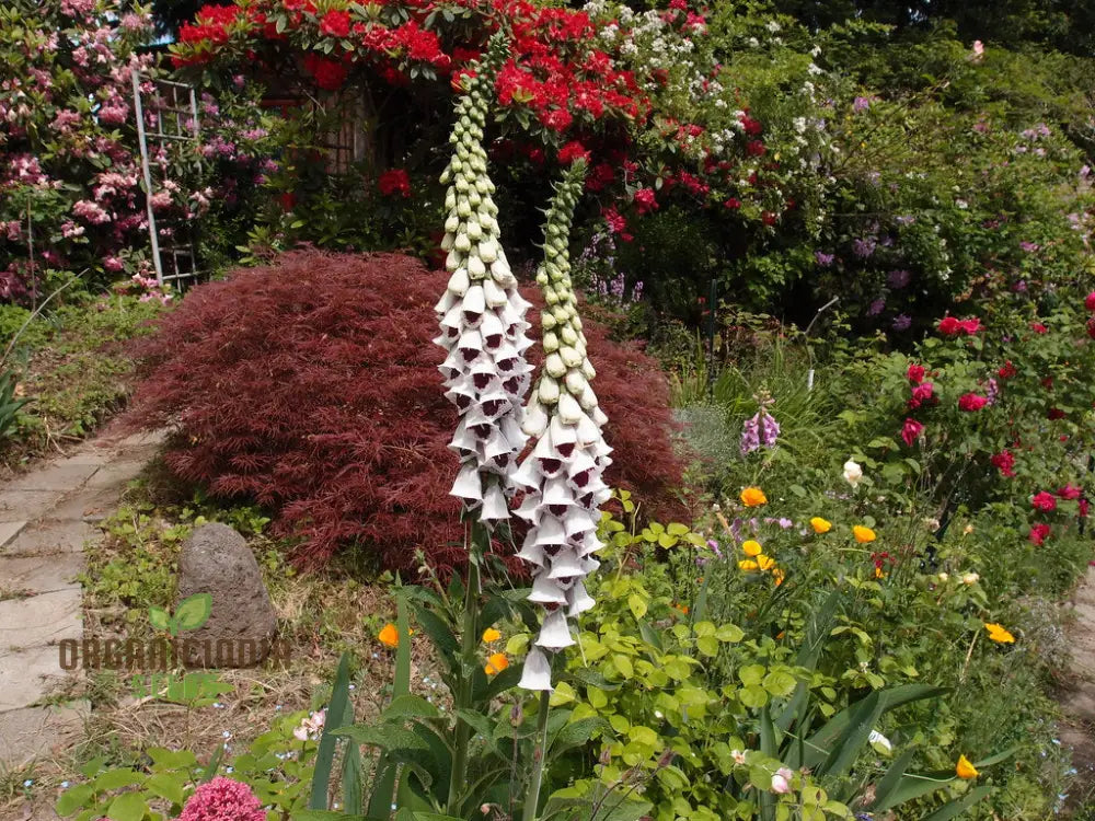 Foxglove â€™Pamâ€™s Choiceâ€™ Flower Seeds For Planting - Elegant Perennial For Your Garden | Shop