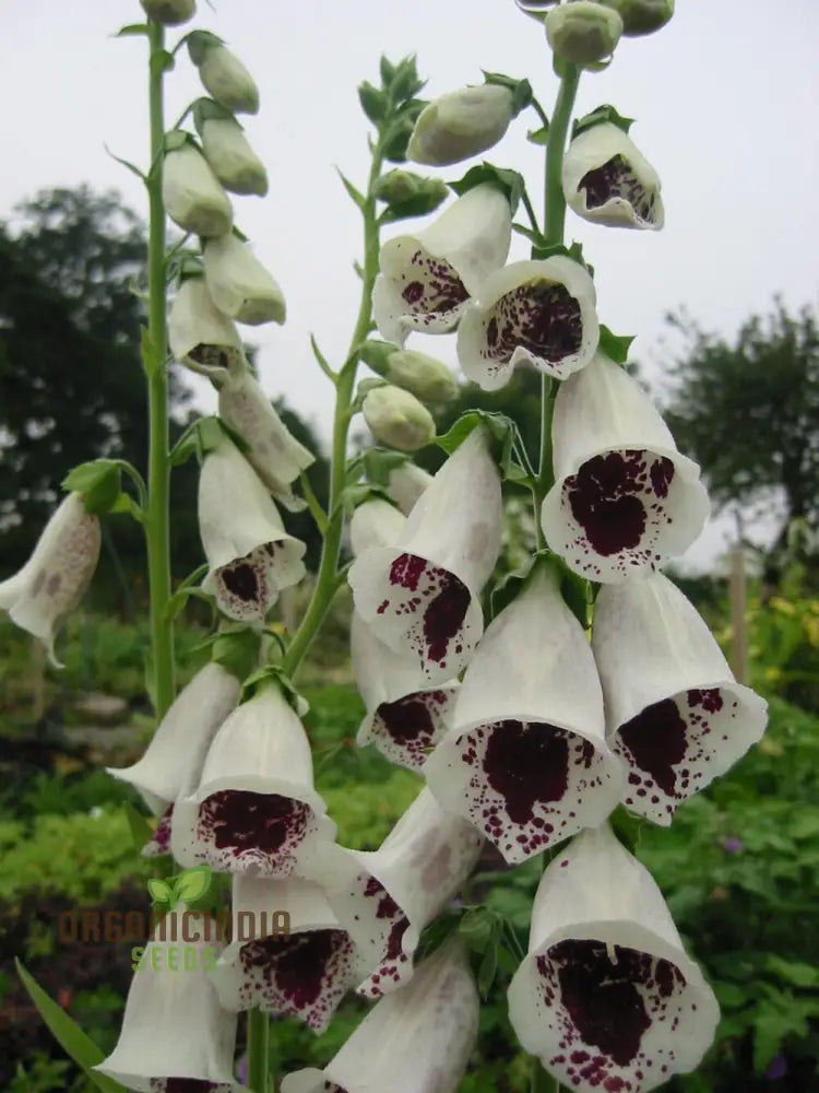 Foxglove â€™Pamâ€™s Choiceâ€™ Flower Seeds For Planting - Elegant Perennial For Your Garden | Shop