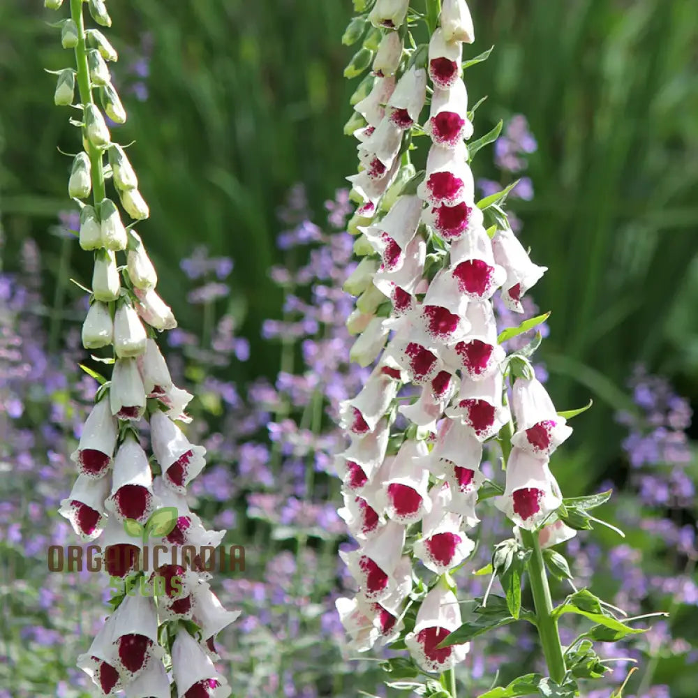 Foxglove â€™Pamâ€™s Choiceâ€™ Flower Seeds For Planting - Elegant Perennial For Your Garden | Shop