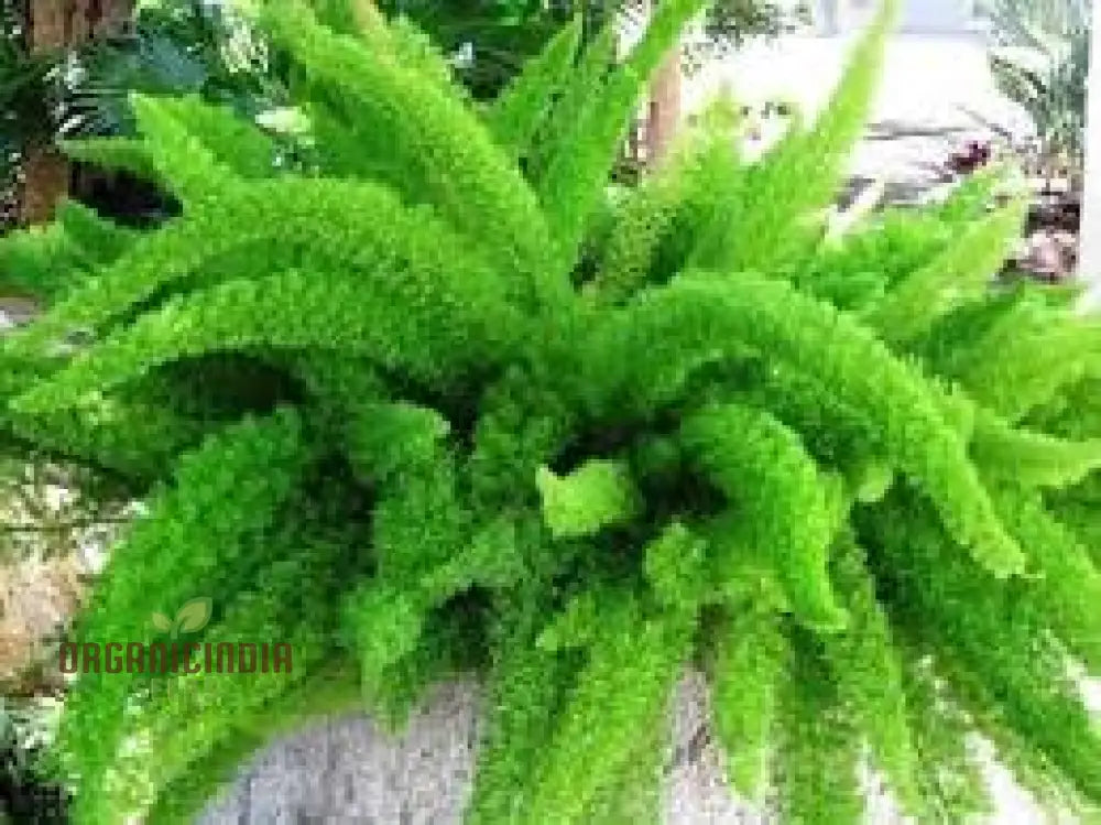 Foxtail Plant Seeds 100Pcs New Plant Premium Online