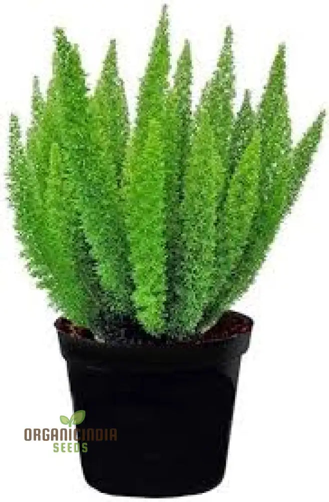 Foxtail Plant Seeds 100Pcs New Plant Premium Online