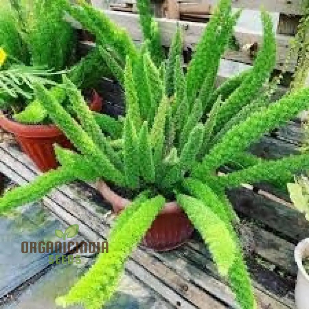 Foxtail Plant Seeds 100Pcs New Plant Premium Online