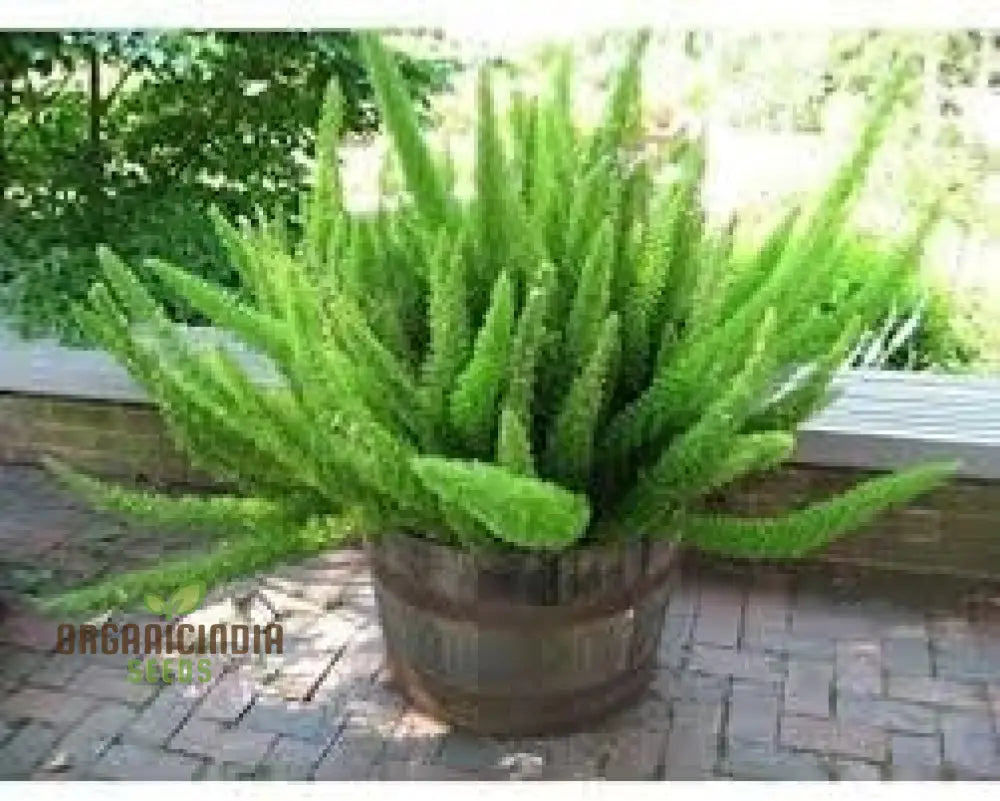 Foxtail Plant Seeds 100Pcs New Plant Premium Online