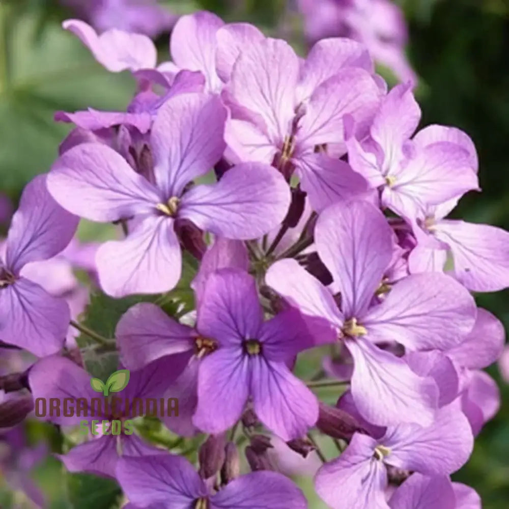 Fragrant Matthiola Bicornis Flower Seeds For Planting Ideal Lush Gardening And Evening Blooms Seeds