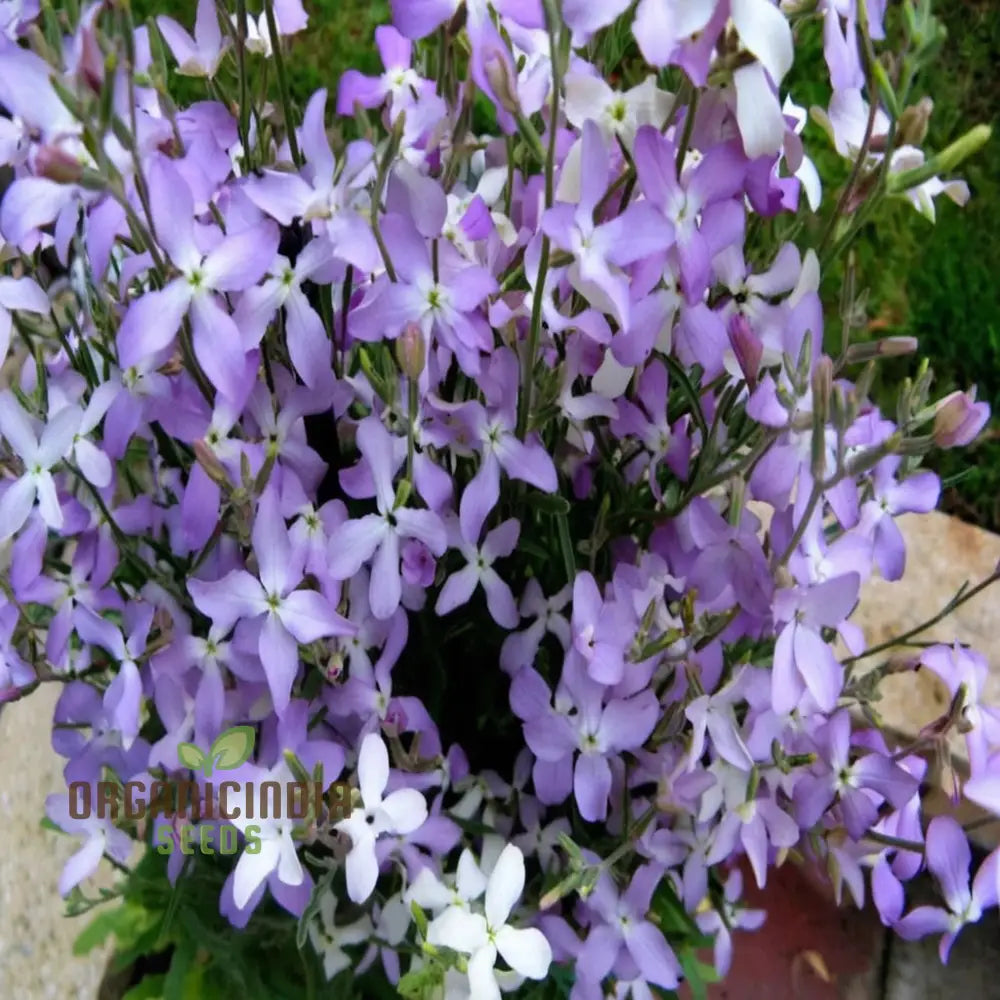 Fragrant Matthiola Bicornis Flower Seeds For Planting Ideal Lush Gardening And Evening Blooms Seeds