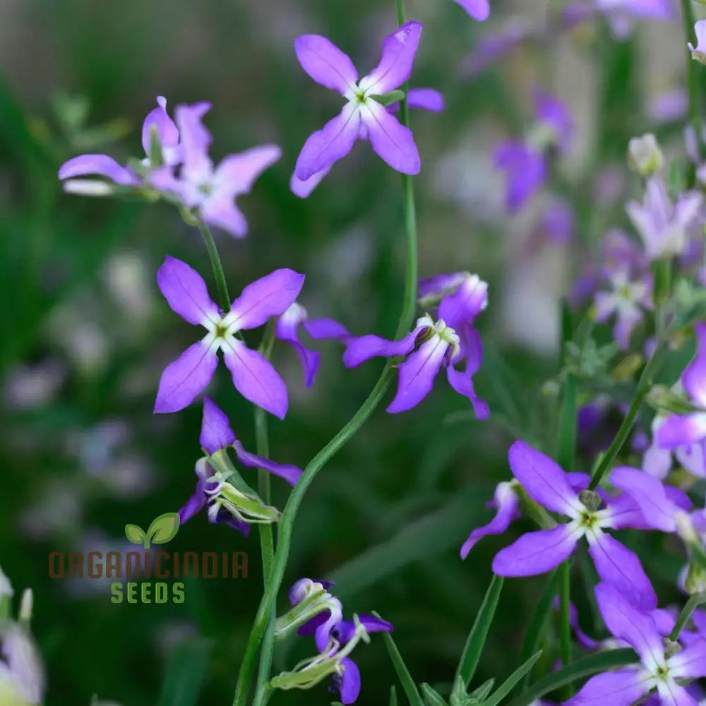 Fragrant Matthiola Bicornis Flower Seeds For Planting Ideal Lush Gardening And Evening Blooms Seeds