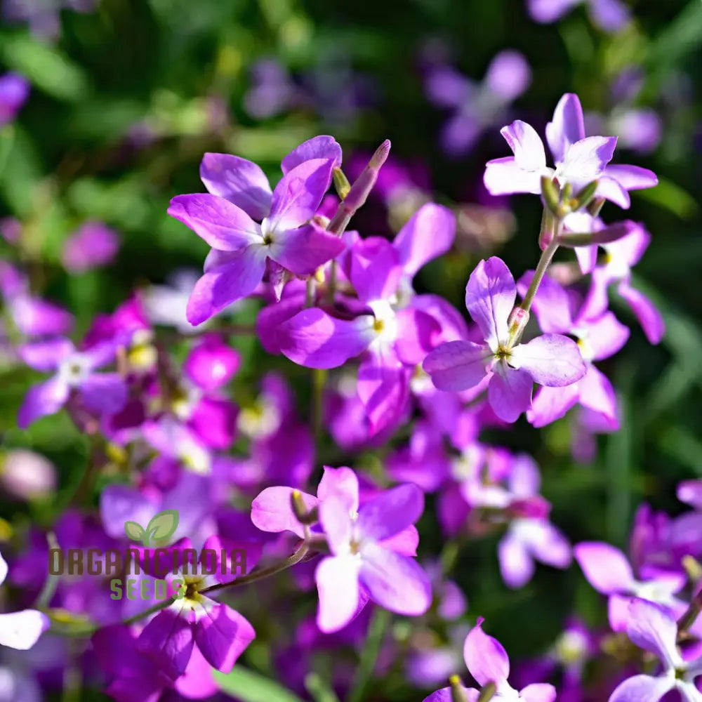 Fragrant Matthiola Bicornis Flower Seeds For Planting Ideal Lush Gardening And Evening Blooms Seeds