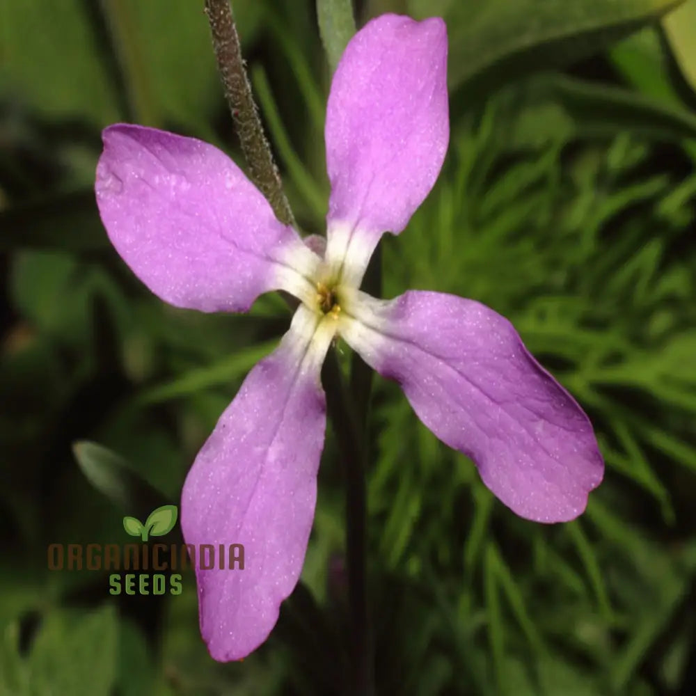 Fragrant Matthiola Bicornis Flower Seeds For Planting Ideal Lush Gardening And Evening Blooms Seeds