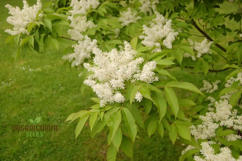 Fraxinus Sieboldiana Seeds - Premium Planting For Your Garden